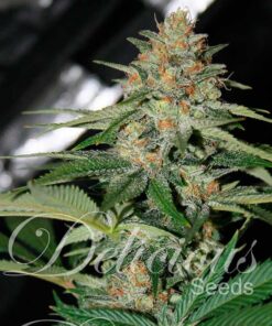 Delicious Candy Fem — Delicious Seeds