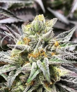 Delicious Cookies Fem — Delicious Seeds