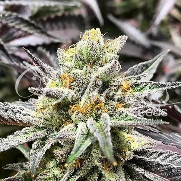 Delicious Cookies Fem — Delicious Seeds
