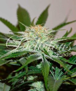 Descojack Fem — Delicious Seeds