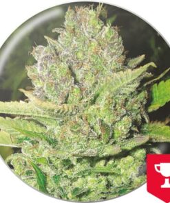 Devil Fruit — Medical Seeds
