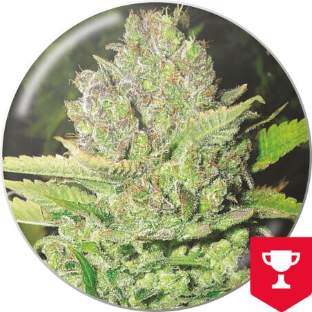 Devil Fruit — Medical Seeds