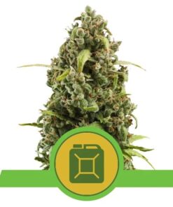 Diesel Auto — Royal Queen