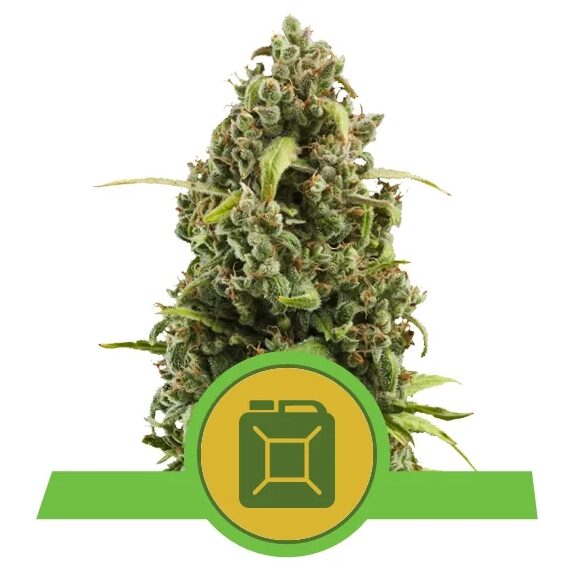 Diesel Auto — Royal Queen