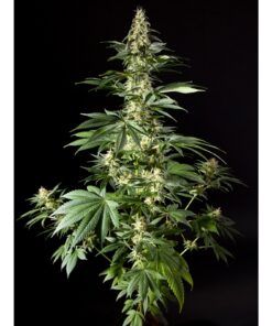 Diesel Tangie Fem — Philosopher Seeds