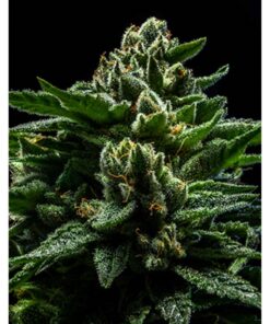 DO-G Fem. — Ripper Seeds