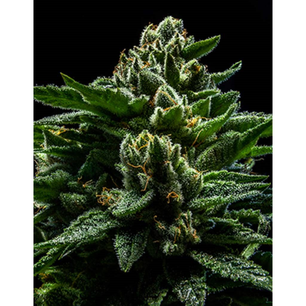 DO-G Fem. — Ripper Seeds