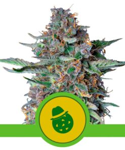 Do-Si-Dos Auto USA Premium — Royal Queen