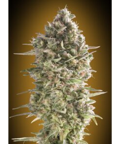 Do-Si-Dos Cookies Fast Fem — 00 Seeds