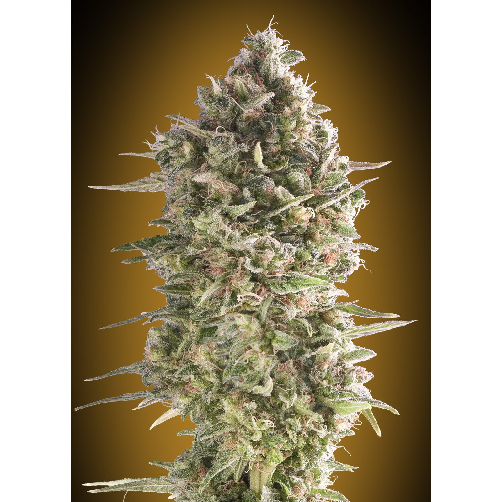 Do-Si-Dos Cookies Fast Fem — 00 Seeds