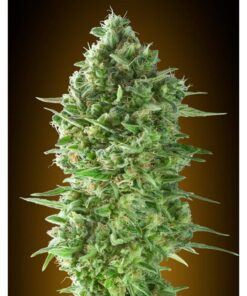 Do-Si-Dos Cookies Fem — 00 Seeds