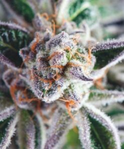 Do-Si-Dos — Pyramid Seeds