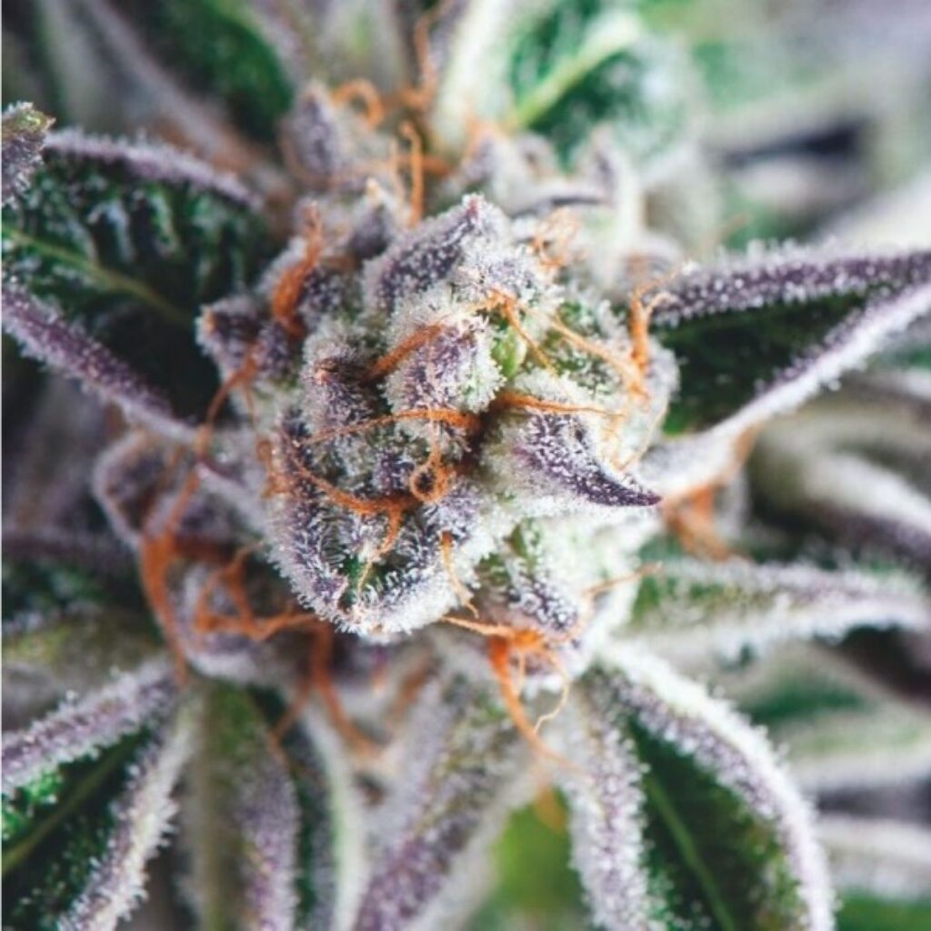 Do-Si-Dos — Pyramid Seeds