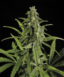 Doble W Fem — Exclusive Seeds