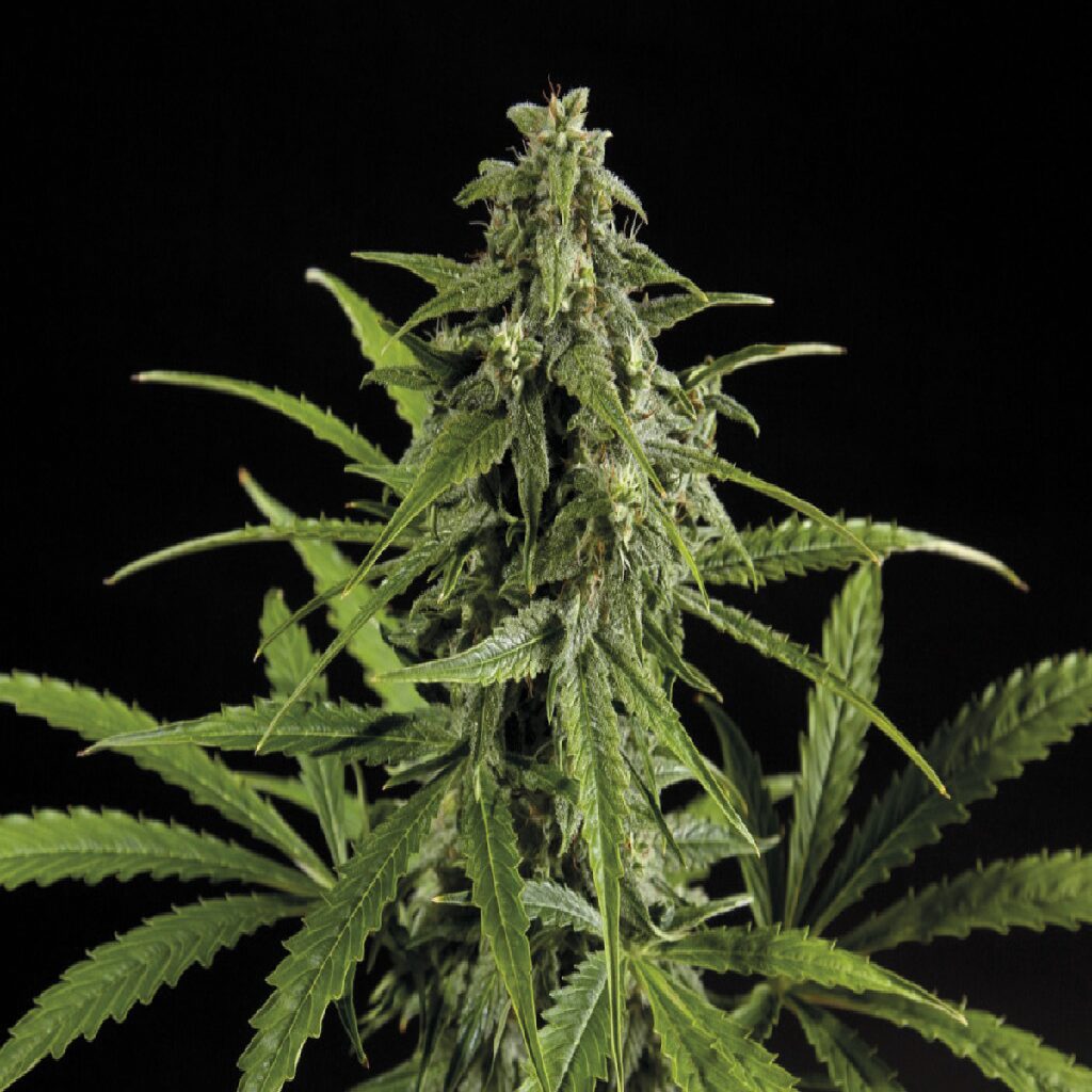 Doble W Fem — Exclusive Seeds