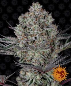 Dos Si Dos 33 Fem — Barney's Farm