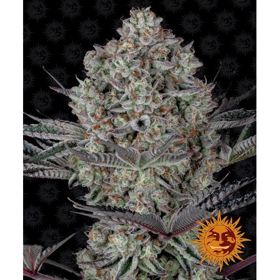 Dos Si Dos 33 Fem — Barney's Farm