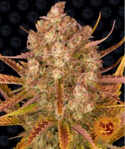 Dos Si Dos Auto — Barney's Farm