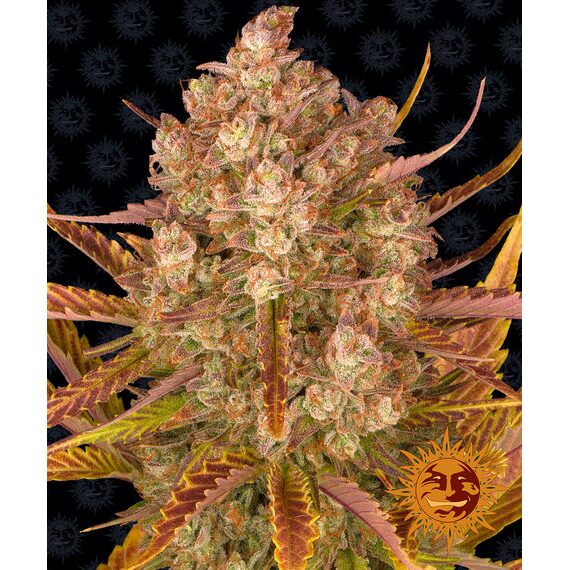 Dos Si Dos Auto — Barney's Farm