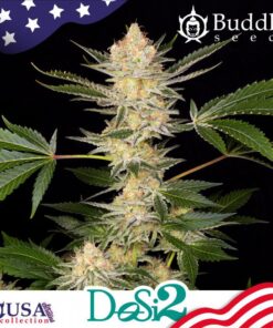 Dosi2 Fem — Buddha Seeds