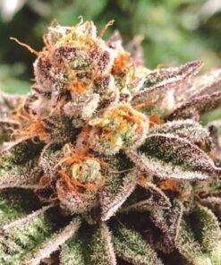 Dosidoss Fem — The Kush Brothers Seeds