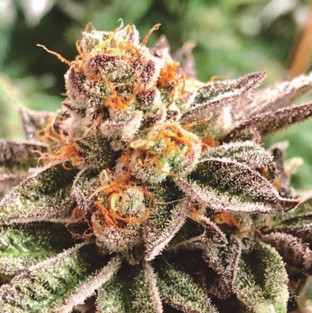 Dosidoss Fem — The Kush Brothers Seeds