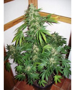 Double Cheese Fem — Venus Genetics