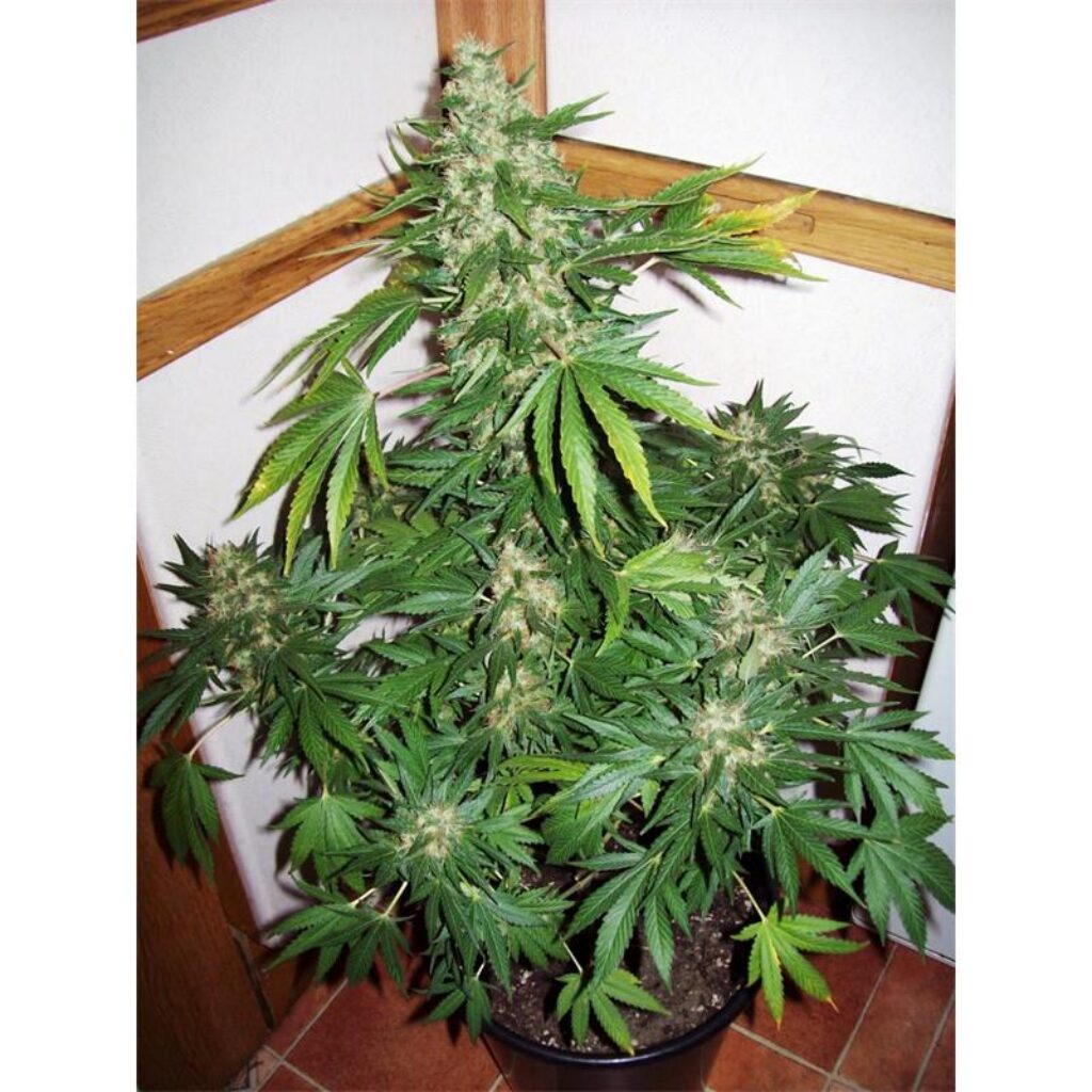 Double Cheese Fem — Venus Genetics Double Cheese Fem — Venus Genetics