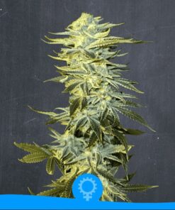 Double Cheesecake Auto — La Semilla Automática