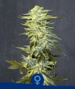Double Cheesecake Fem — La Semilla Automática
