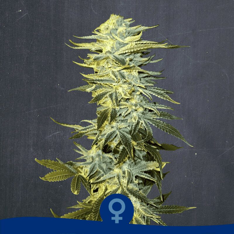 Double Cheesecake Fem — La Semilla Automática