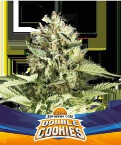 Double Cookies Auto — BSF Seeds