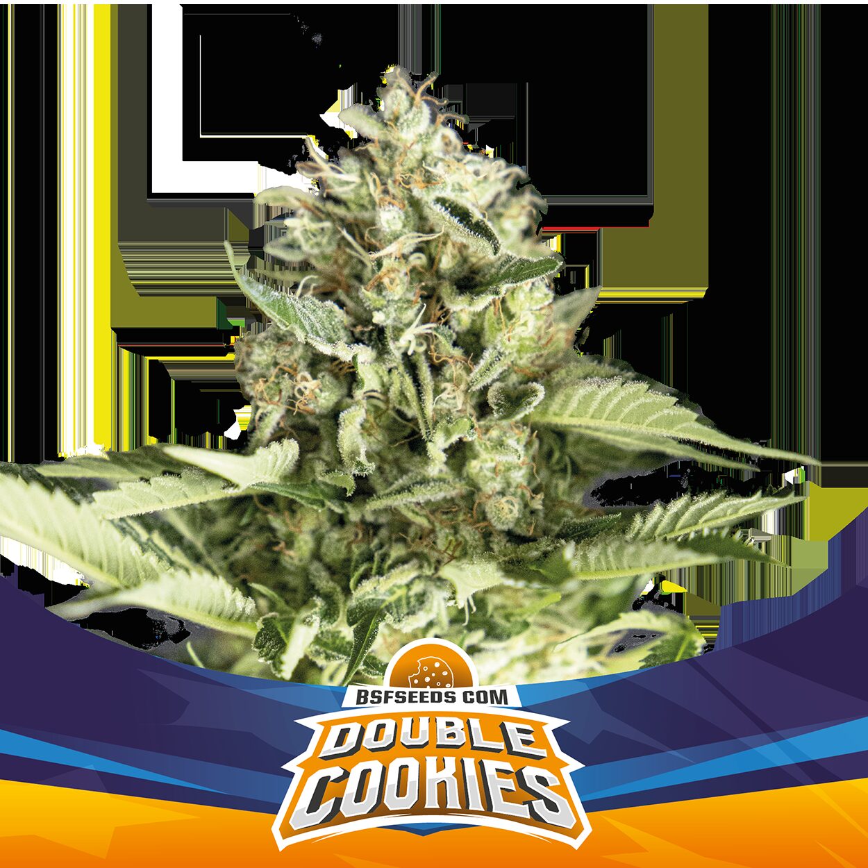 Double Cookies Auto — BSF Seeds
