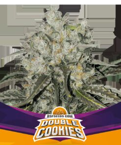 Double Cookies Fem — BSF Seeds