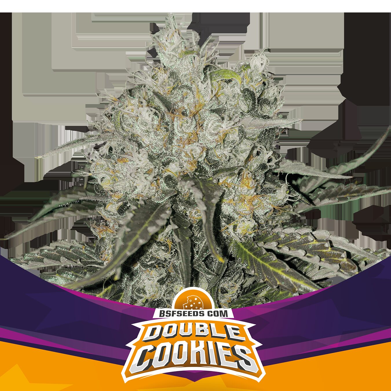 Double Cookies Fem — BSF Seeds