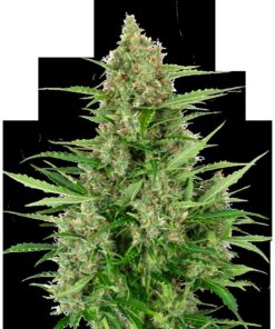 Double Kush Cake Auto — Sensi Seeds