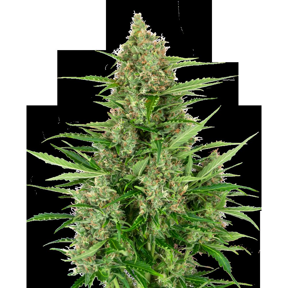 Double Kush Cake Auto — Sensi Seeds