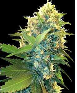 Double Kush Cake Fem — Sensi Seeds