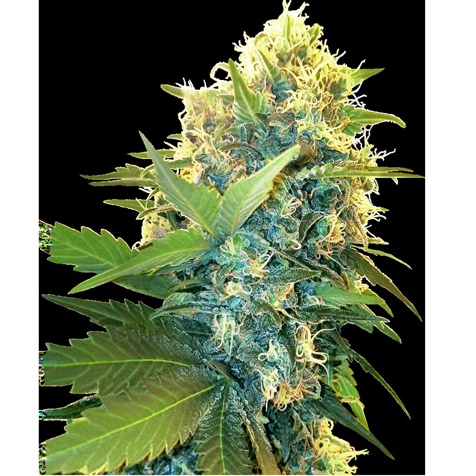 Double Kush Cake Fem — Sensi Seeds Double Kush Cake Fem — Sensi Seeds