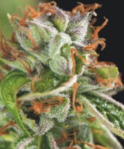Double OG Haze — Pyramid Seeds