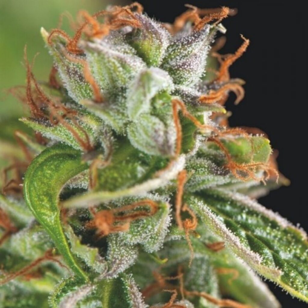 Double OG Haze — Pyramid Seeds