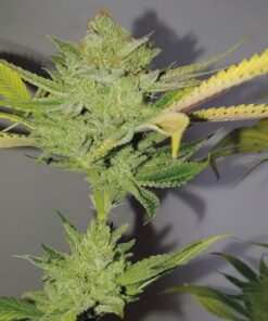 Dr. Lemon OG Fem — Exclusive Seeds