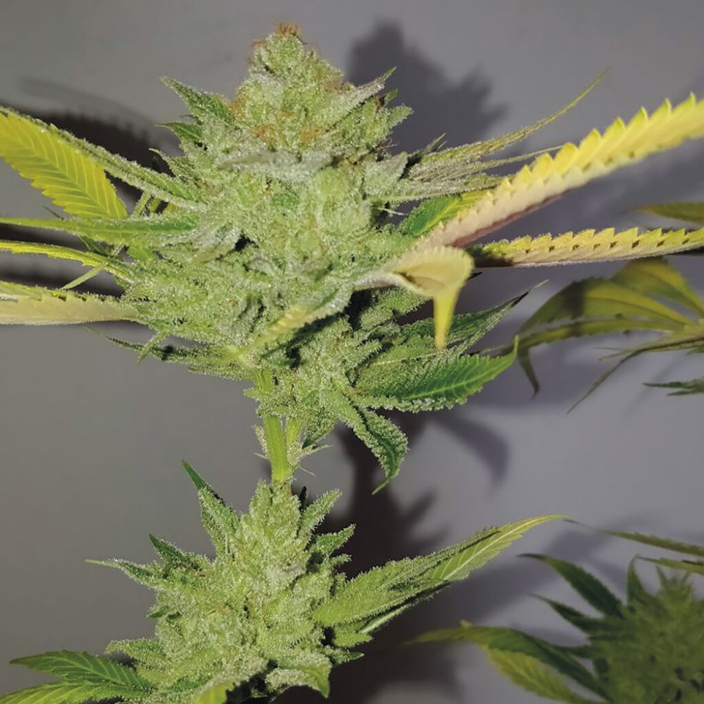 Dr. Lemon OG Fem — Exclusive Seeds