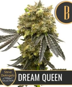 Dream Queen Fem — Blimburn Seeds