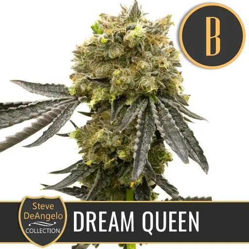 Dream Queen Fem — Blimburn Seeds