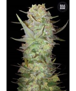 Dubai Poison Fem — Bulk Seeds