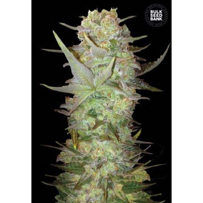 Dubai Poison Fem — Bulk Seeds