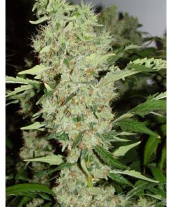 Duble Gum Fem. — Professional Seeds