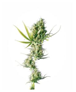 Durban 10Und Reg. — Sensi Seeds