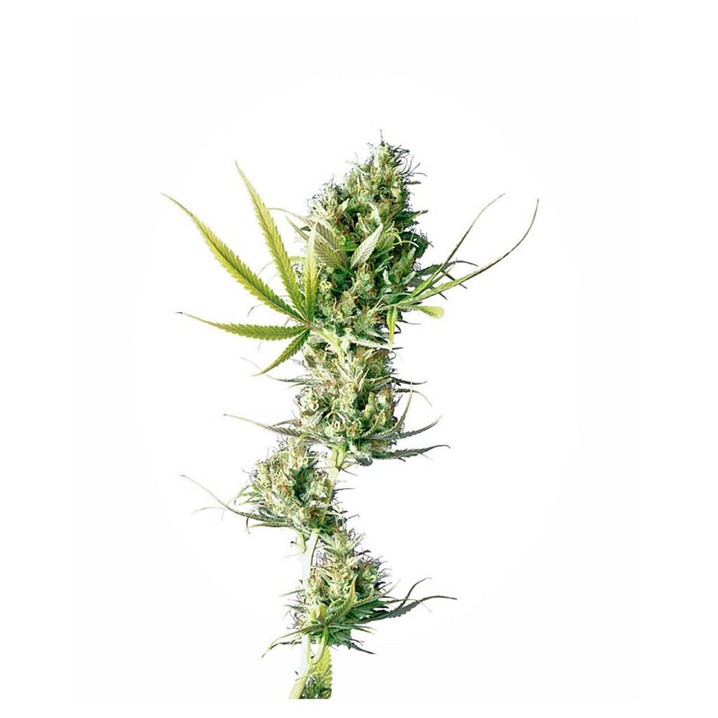 Durban 10Und Reg. — Sensi Seeds